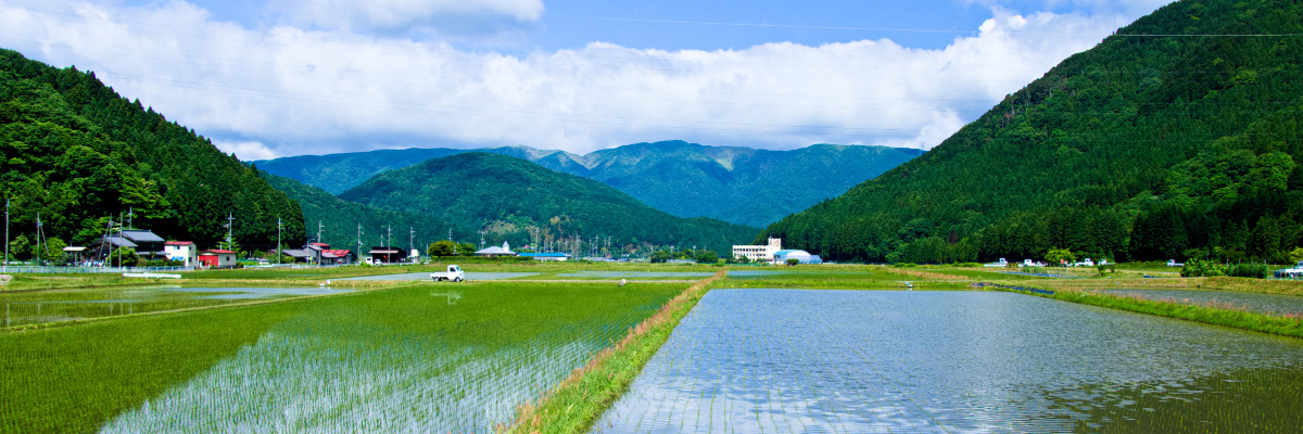 福井県の田んぼ