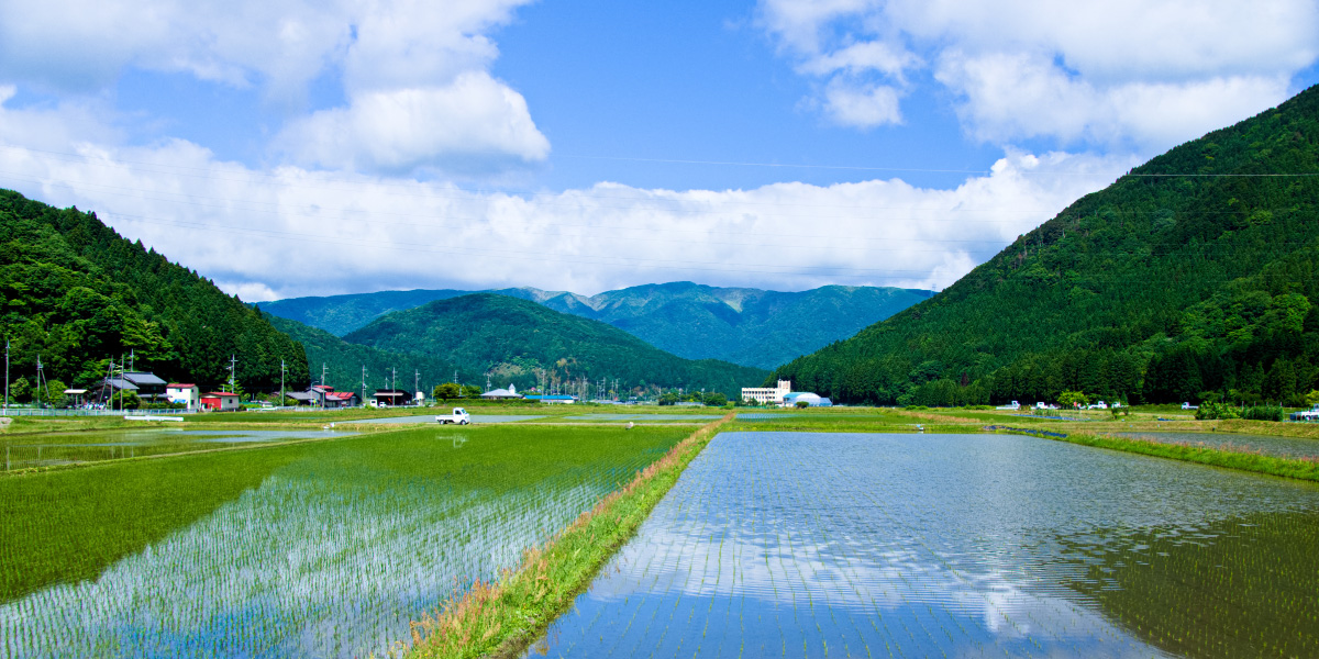 福井県の田んぼ